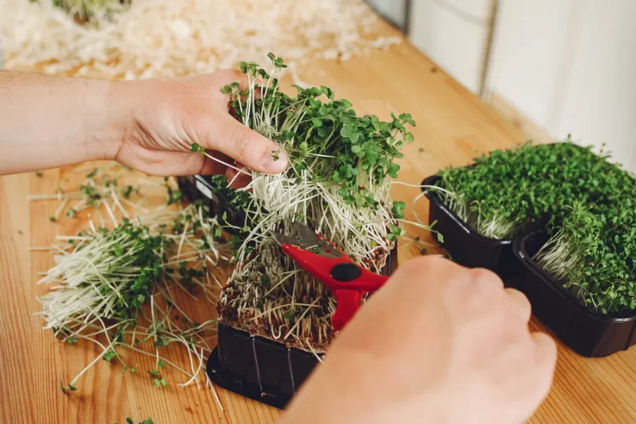 Czym jest growbox i jak go używać?